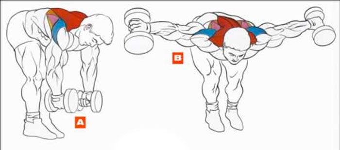 Esercizio per i muscoli del cingolo scapolare e dei fasci posteriori dei delta